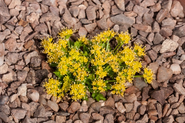 Aletes humilis